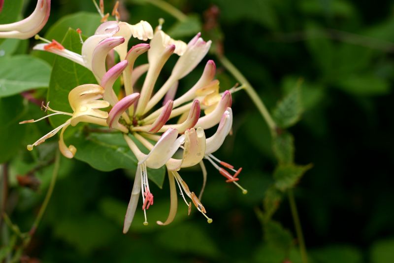 Honeysuckle Trimming