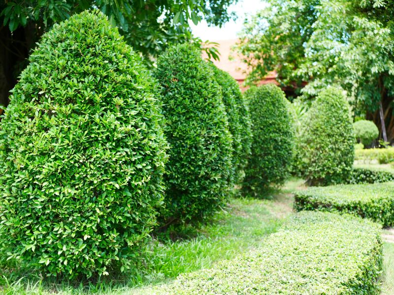 Healthy Green Shrubs