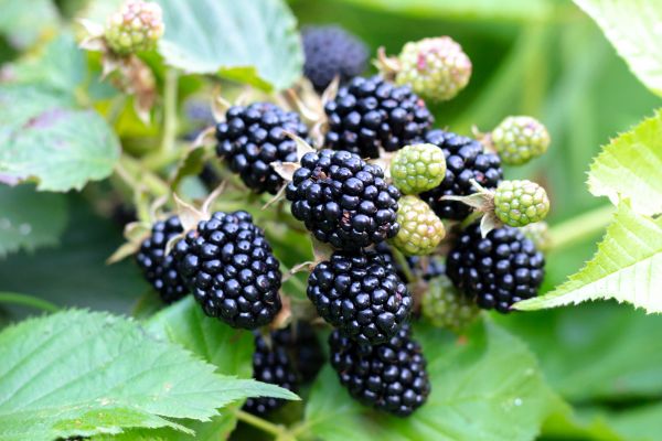 Blackberry Bush Removal in Arroyo Grande