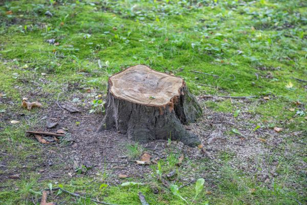 Bush Stump Removal in Arroyo Grande