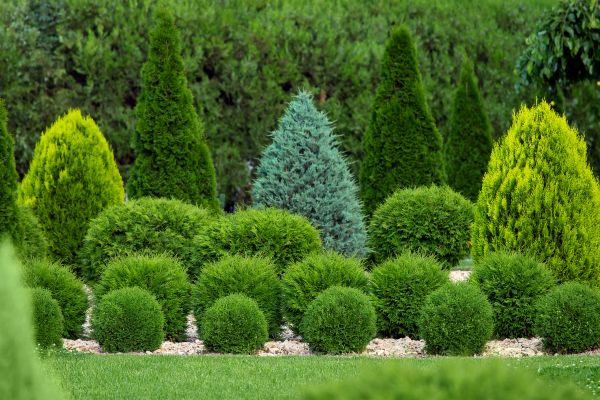 Cost of Bush Trimming Service in Arroyo Grande