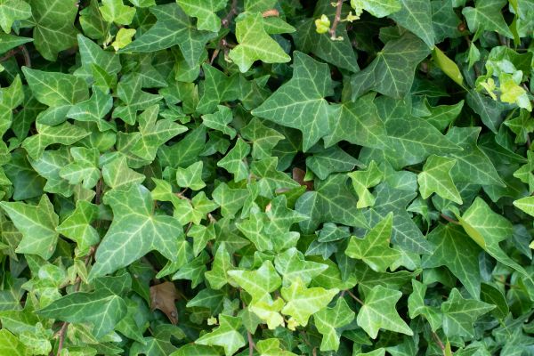 Cost of English Ivy Removal in Arroyo Grande
