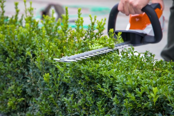 Hedge Pruning in Arroyo Grande