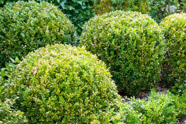 Cost of Landscape Trimming Service in Arroyo Grande