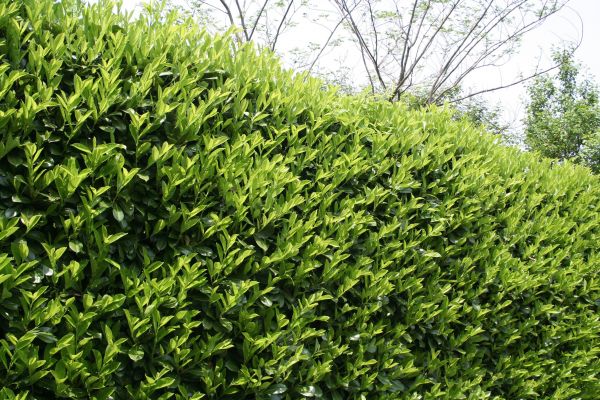 Cost of Laurel Removal in Arroyo Grande