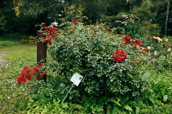 Cost of Rose Bush Removal in Arroyo Grande