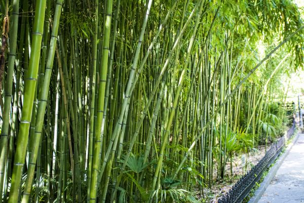 Cost of Bamboo Root Removal in Arroyo Grande