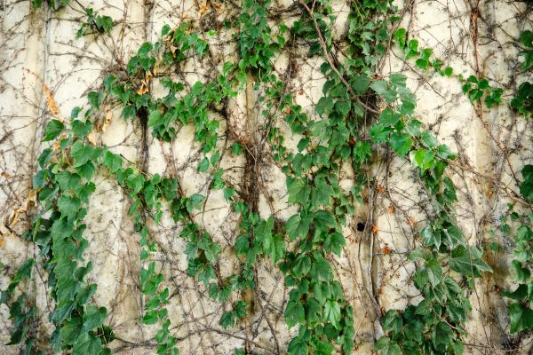 Cost of Vine Removal Service in Arroyo Grande