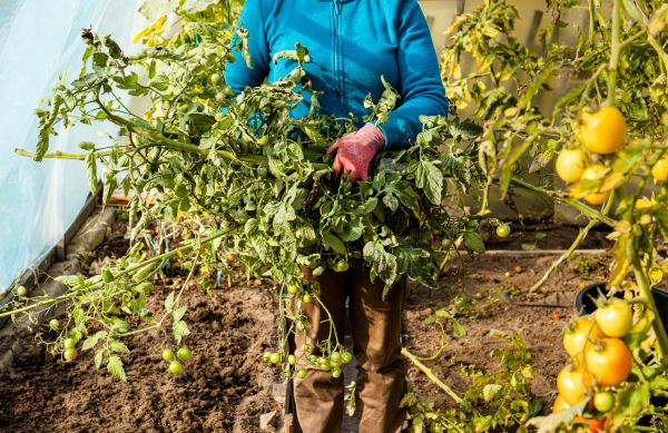 Cost of Garden Plant Removal in Arroyo Grande