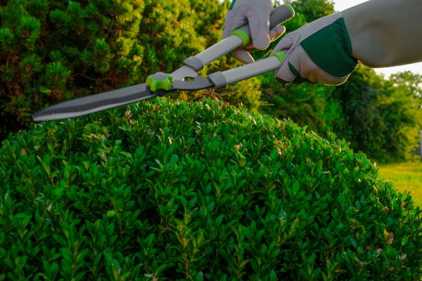 Cost of Topiary Shearing in Arroyo Grande