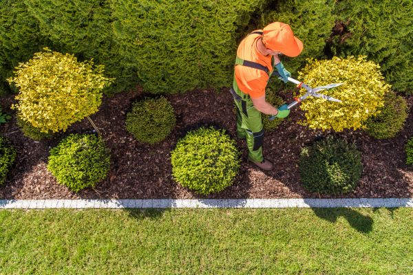Cost of Topiary Trimming in Arroyo Grande