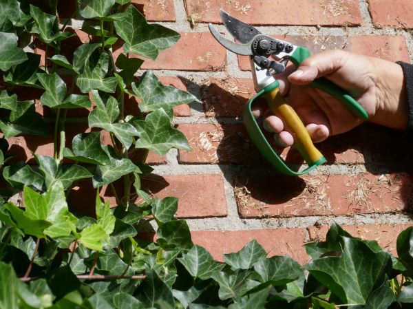 Cost of Ivy Removal Service in Arroyo Grande