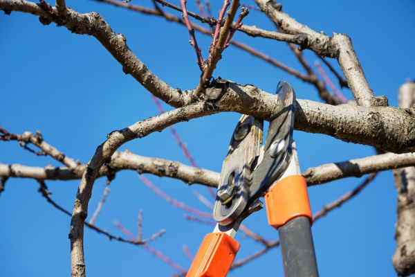 Cost of Selective Pruning in Arroyo Grande