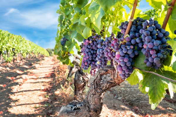 Grapevine Pruning in Arroyo Grande