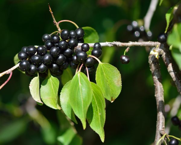 Cost of Buckthorn Removal in Arroyo Grande