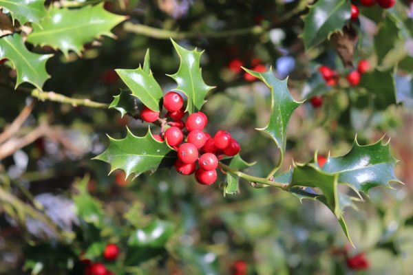 Cost of Holly Tree Trimming in Arroyo Grande