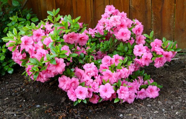 Cost of Azaleas Removal in Arroyo Grande