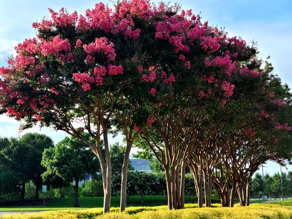 Crepe Myrtle Pruning in Arroyo Grande