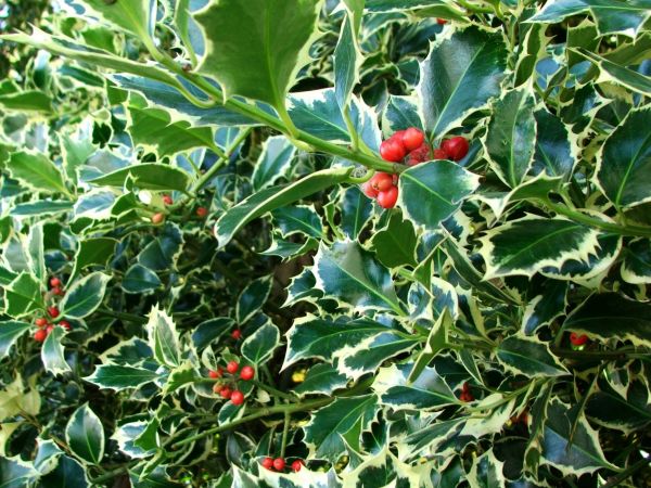 Cost of Holly Bushes Trimming in Arroyo Grande