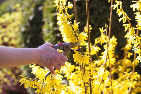 Forsythia Pruning in Arroyo Grande
