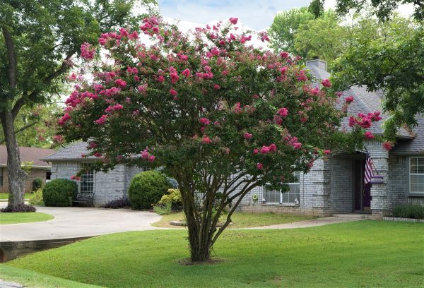 Crepe Myrtle Trimming in Arroyo Grande