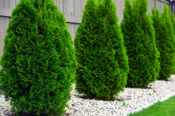 Cost of Arborvitae Removal in Arroyo Grande