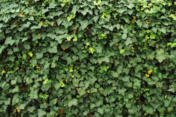 Cost of Ivy Pruning service in Arroyo Grande