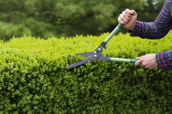 Cost of Evergreen Shrub Pruning in Arroyo Grande