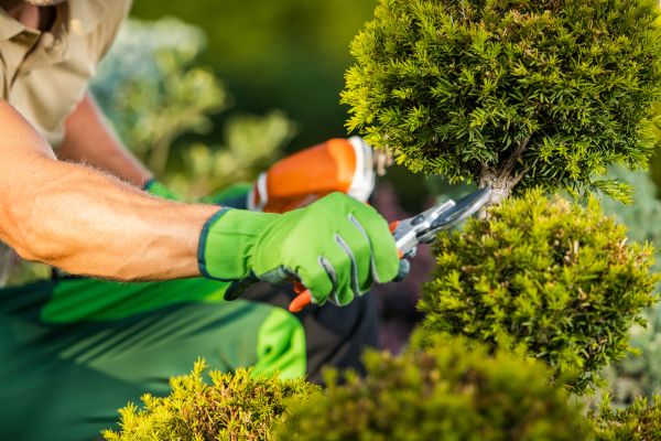 Cost of Landscape Pruning Service in Arroyo Grande