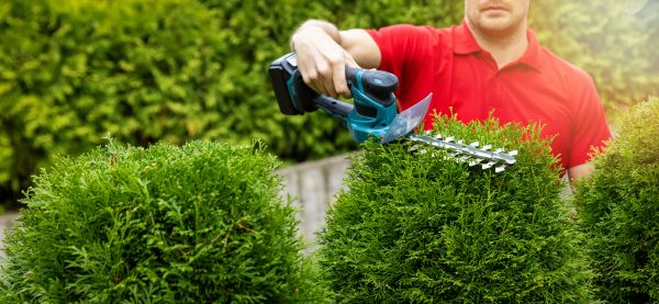 Cost of Hedge Shaping Service in Arroyo Grande