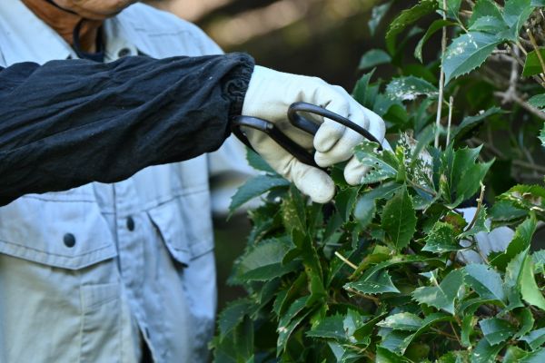 Holly Pruning in Arroyo Grande