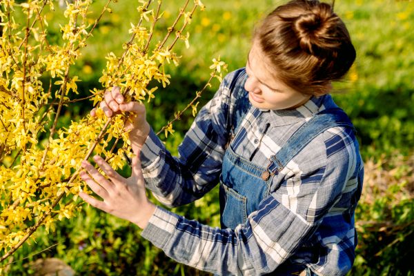 Cost of Forsythia Trimming in Arroyo Grande