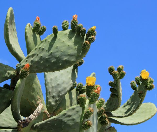Cost of Cactus Removal in Arroyo Grande
