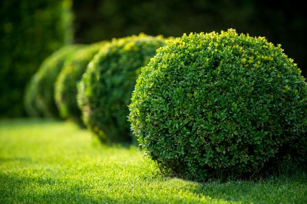 Cost of Boxwood Shaping in Arroyo Grande