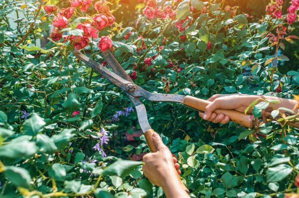 Knockout Roses Pruning in Arroyo Grande