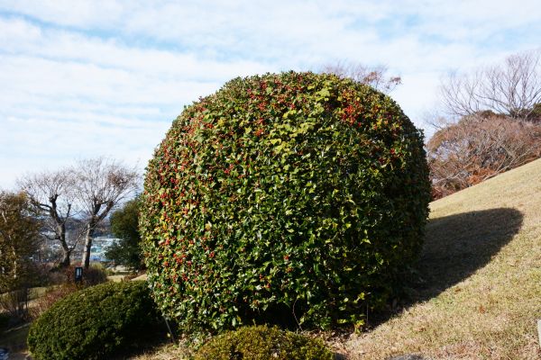 Cost of Holly Shrub Pruning in Arroyo Grande