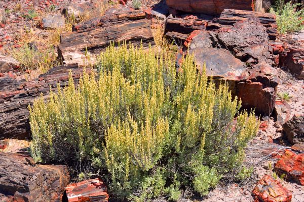 Cost of Sagebrush Removal in Arroyo Grande