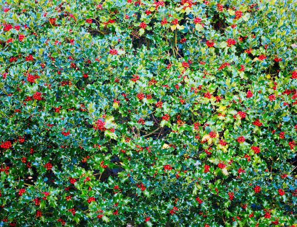 Cost of Holly Bush Removal in Arroyo Grande