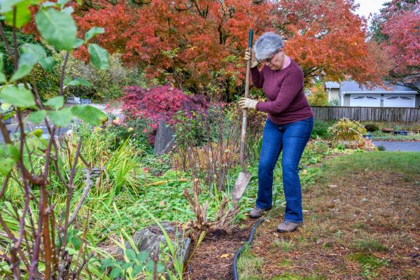 Cost of Dead Bush Removal in Arroyo Grande