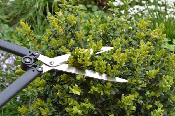 Boxwood Trimming in Arroyo Grande