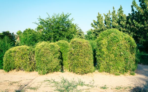 Cost of Bamboo Hedge Removal in Arroyo Grande