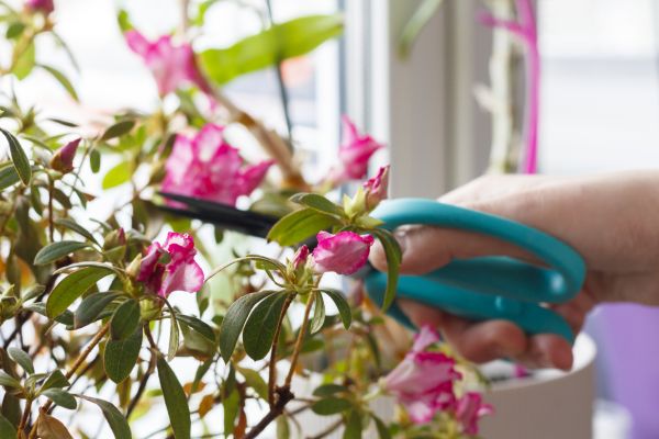 Azalea Pruning in Arroyo Grande