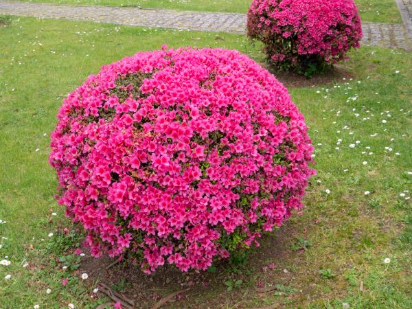 Cost of Rhododendron Pruning in Arroyo Grande