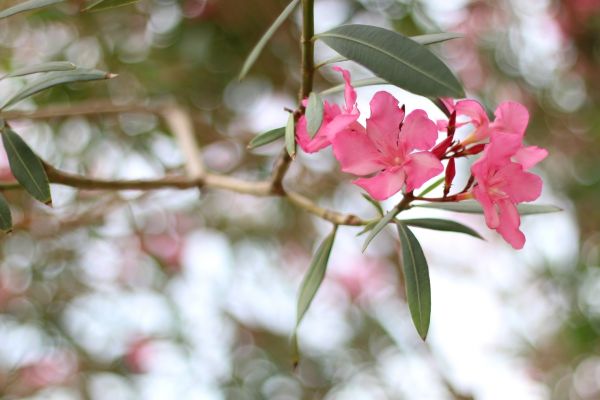 Cost of Oleander Removal in Arroyo Grande