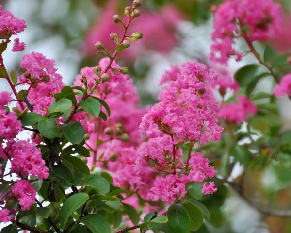 Cost of Crepe Myrtle Removal in Arroyo Grande