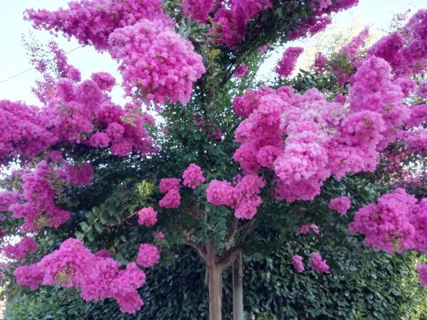 Cost of Crape Myrtle Pruning in Arroyo Grande