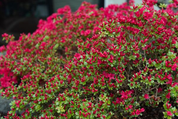 Cost of Weigela Removal Service in Arroyo Grande