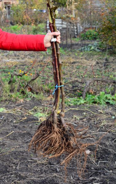 Cost of Shrub Root Removal in Arroyo Grande