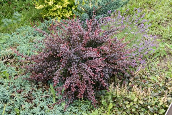 Cost of Japanese Barberry Removal in Arroyo Grande