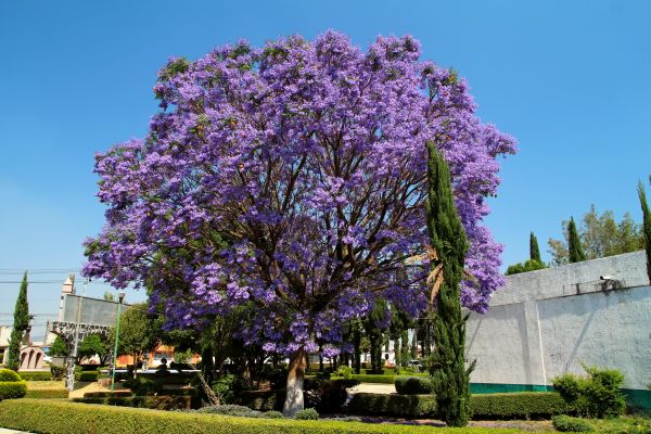 Cost of Jacaranda Pruning in Arroyo Grande